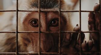 Animal testing • Photo by Edho Fitrah on Unsplash