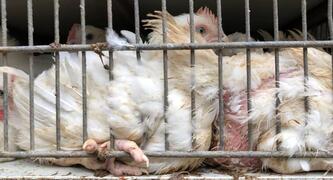 Photo by Brisbane Animal Save