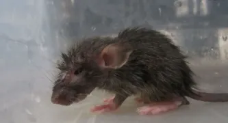 Little sweet mouse