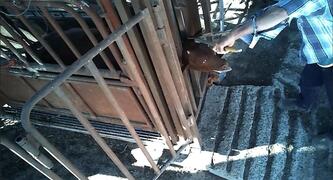 Painful dehorning - Photo credit: Farm Transparency Project