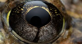 Ornate Burrowing Frog (Platyplectrum ornatum) by Ryan Claus @claus_in_nature 