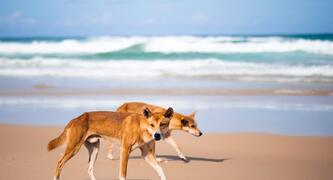 Dingoes on beach \ Photo by BehindTheTmuna on Unsplash
