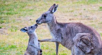 Kangaroos Alive