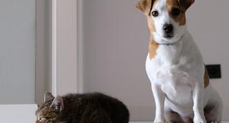 Companion animals - cat and dog - Photo by Marcin Szmigiel on Unsplash