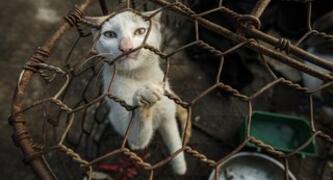 End the dog and cat meat trade in Southeast Asia