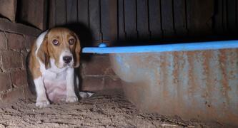 End Puppy and Kitten Farming in Australia