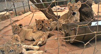 Ban the commercial trade of big cats in South Africa