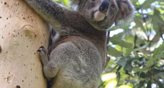 Call for stronger nature laws to protect Australian wildlife