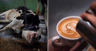 Ask Toby’s Estate to drop their plant-based milk surcharge