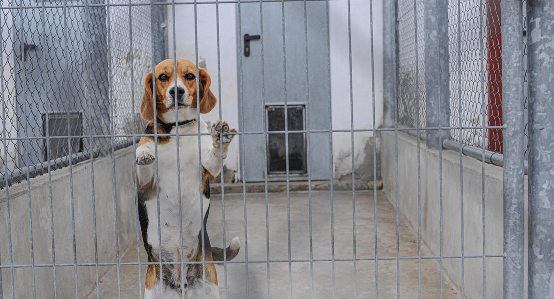 Jo-Anne McArthur / Animal Equality / We Animals