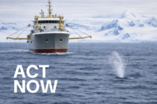 MSC: don’t greenlight industrial krill fishing