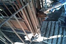 Painful dehorning - Photo credit: Farm Transparency Project