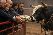 Bull image
