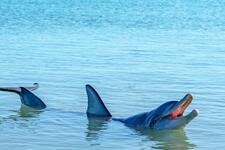 Help the Monkey Mia dolphins
