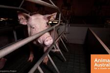 Say NO to Midland Piggery expansion.