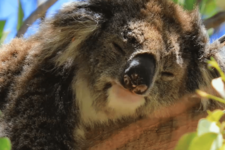 Hungry Jacks, McDonalds and Patties: Commit to stop bulldozing nature