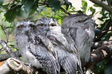 Protect Aussie birds: tell Bunnings to stop selling deadly SGAR rat poisons