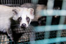 Help end fur sales in Australia