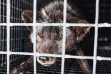 Add your voice to end fur cruelty in Australia!