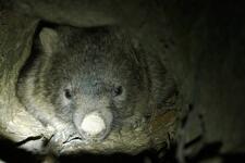 Tell Forestry Corporation not to destroy her home