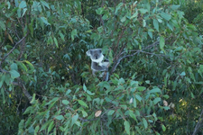 Save Woogaroo Forest