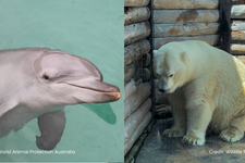Sea World still breeds captive dolphins and polar bears