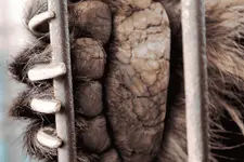 Free the final bears. Add your name.