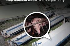 Justice for Olivia - stop Midland Bacon from expanding!