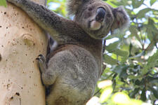 Call for stronger nature laws to protect Australian wildlife