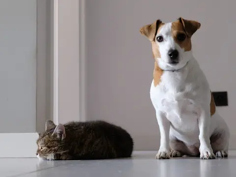 Companion animals - cat and dog - Photo by Marcin Szmigiel on Unsplash
