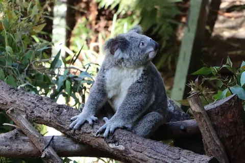 Koala impage by Nadira (@shotsby_nadira) on Unsplash