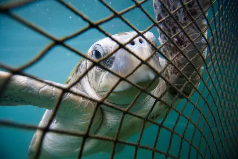 Get industrial fishing out of Australia’s marine parks