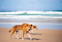 Dingoes on beach \ Photo by BehindTheTmuna on Unsplash
