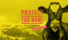 Protect the Ban on Live Export 