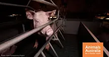 Say NO to Midland Piggery expansion.