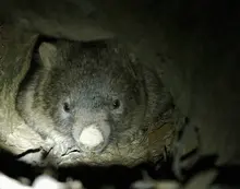 Tell Forestry Corporation not to destroy her home
