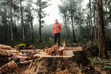 Native forest declaration - image from Bob Brown Foundation website