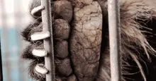 Free the final bears. Add your name.