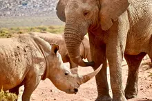Ban Australia’s domestic trade in ivory